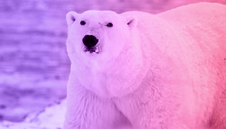 The story of a woman and a hungry polar bear